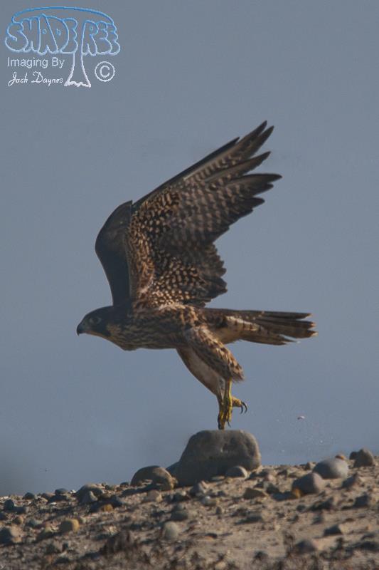 Peregrine Falcon - Falco peregrinus