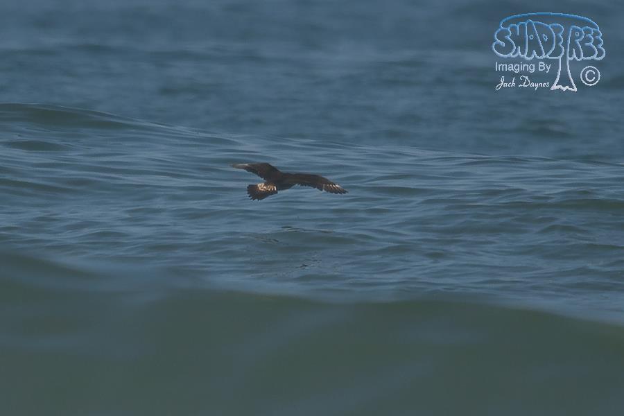 Pomarine Jaeger - Stercorarius pomarinus