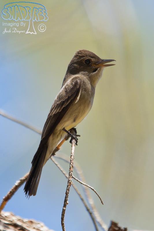 Olive-Sided Flycatcher - Contopus cooperi