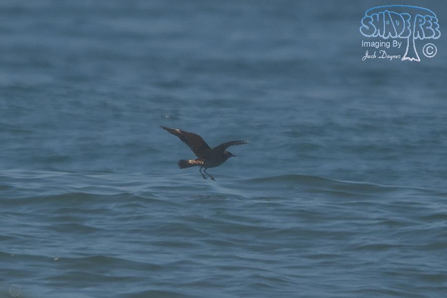 Pomarine Jaeger - Stercorarius pomarinus