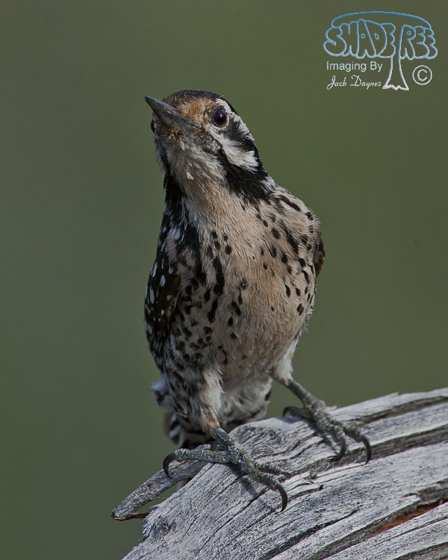 Ladder-Backed Woodpecker - Dryobates scalaris