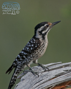 2015-05-02 Havasu NWR