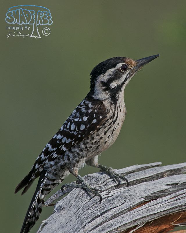 Ladder-Backed Woodpecker - Dryobates scalaris