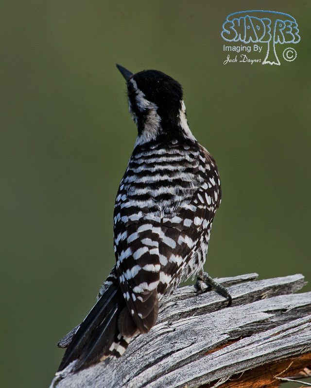 Ladder-Backed Woodpecker - Dryobates scalaris