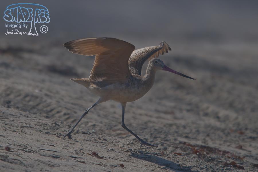 Marbled Godwit - Limosa fedoa