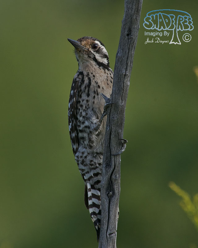 Ladder-Backed Woodpecker - Dryobates scalaris