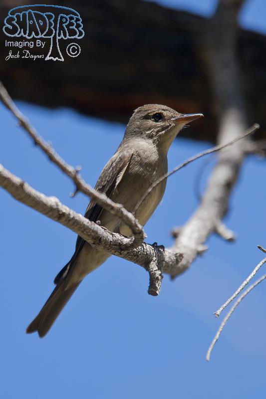 Western Wood-Pewee - Contopus sordidulus
