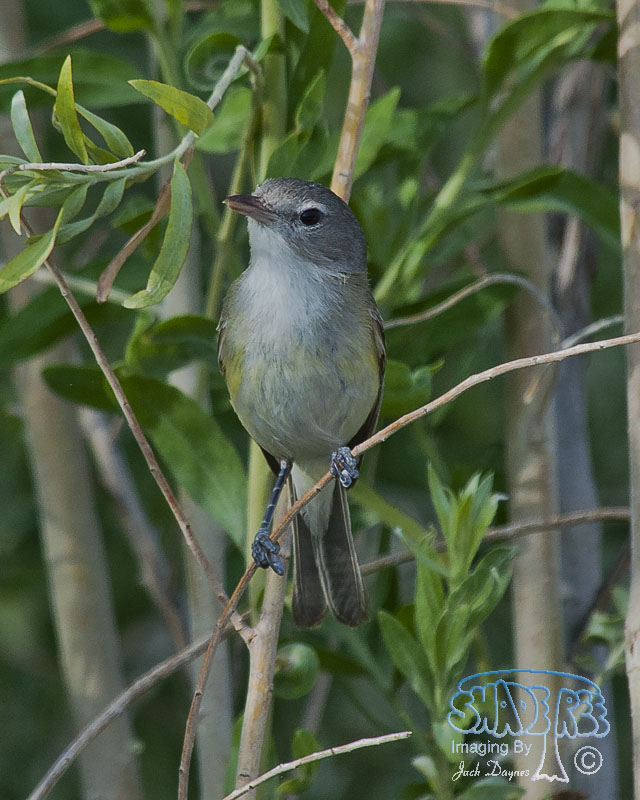 Bell's Vireo - Vireo bellii