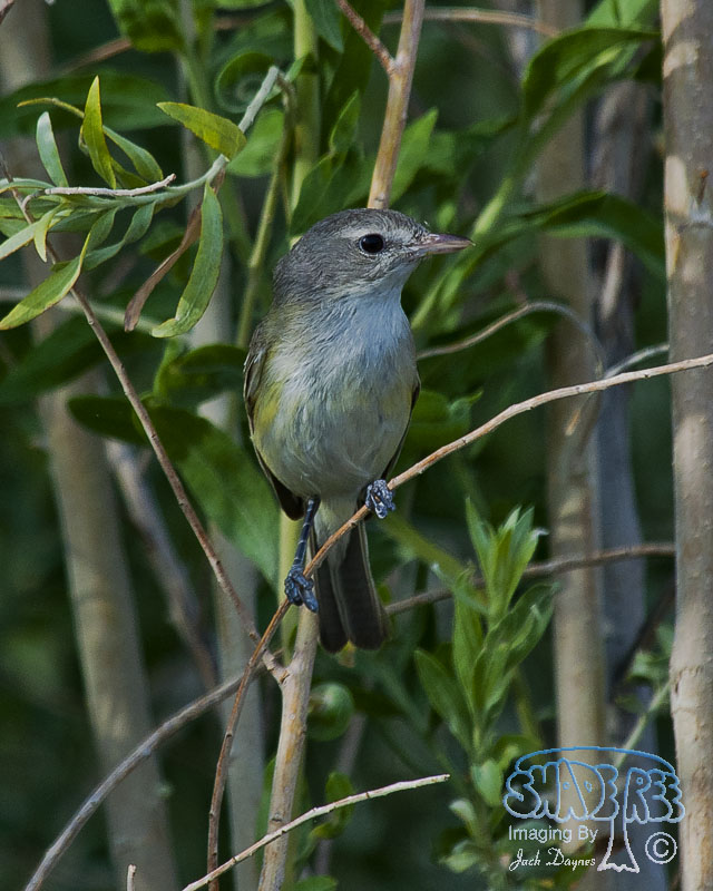Bell's Vireo - Vireo bellii