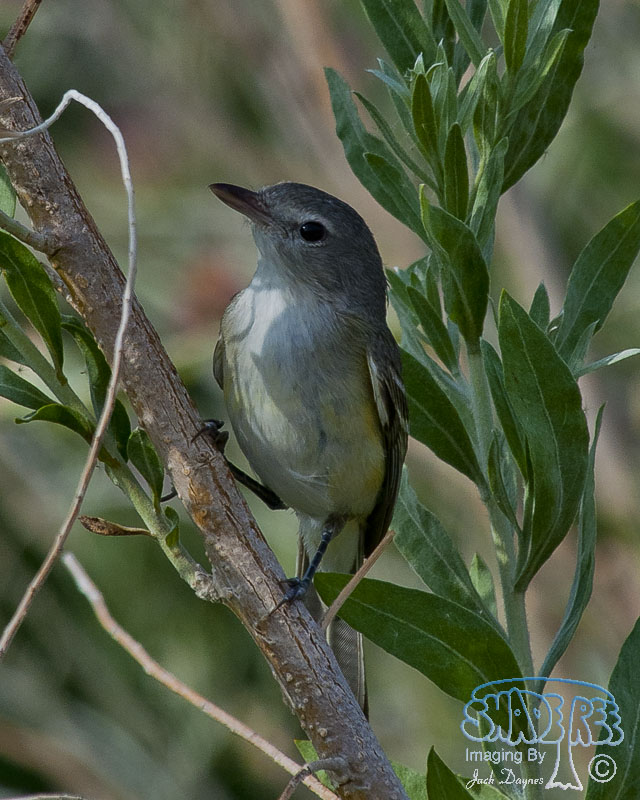 Bell's Vireo - Vireo bellii