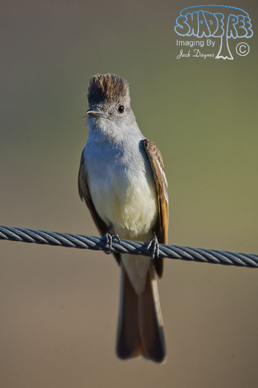 Ash-Throated Flycatcher - Myiarchus cinerascens