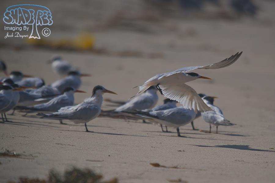 Elegant Tern - Thalasseus elegans