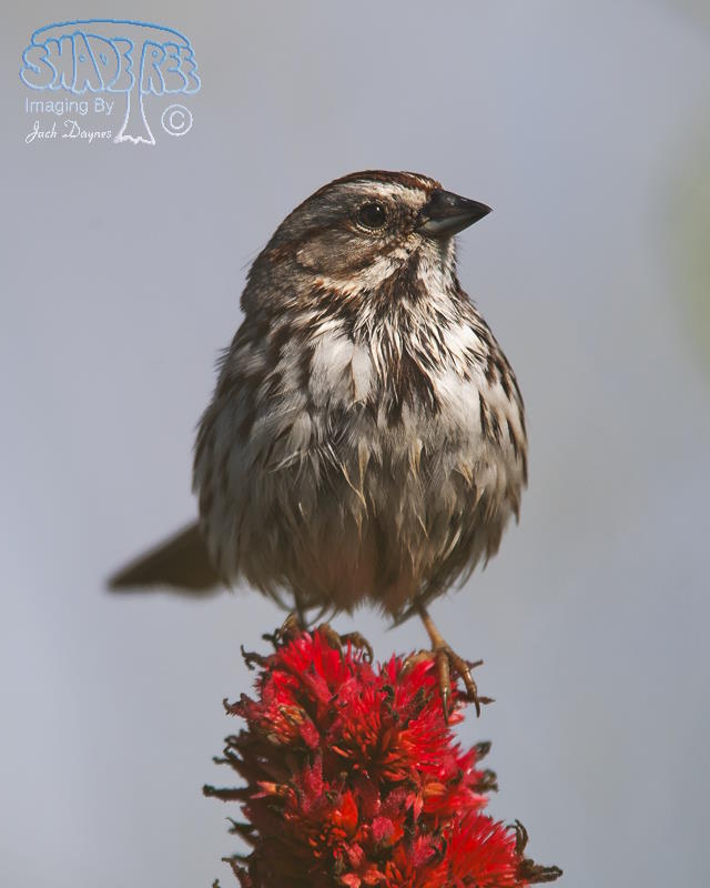 Song Sparrow - Melospiza melodia