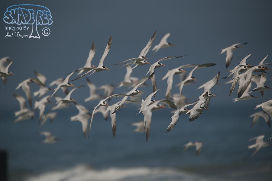 Elegant Tern - Thalasseus elegans