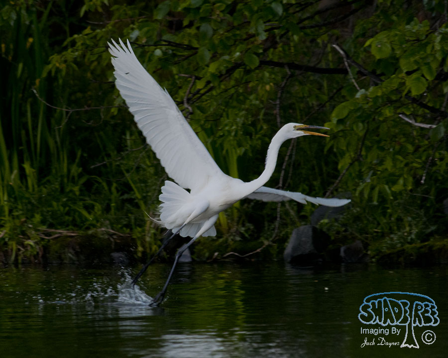 Great Egret - Ardea alba