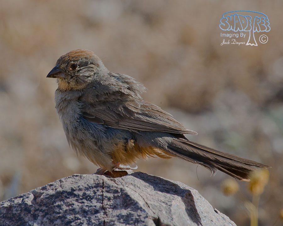 Canyon Towhee - Melozone fusca