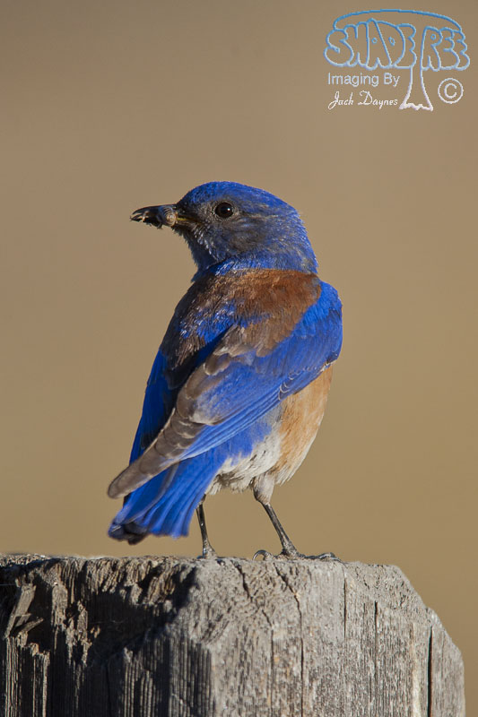 Western Bluebird - Sialia mexicana