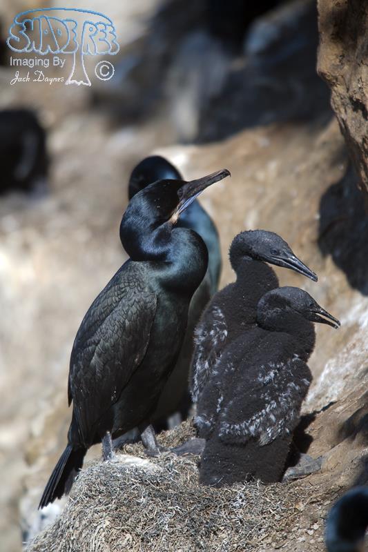 Brandt's Cormorant - Urile penicillatus