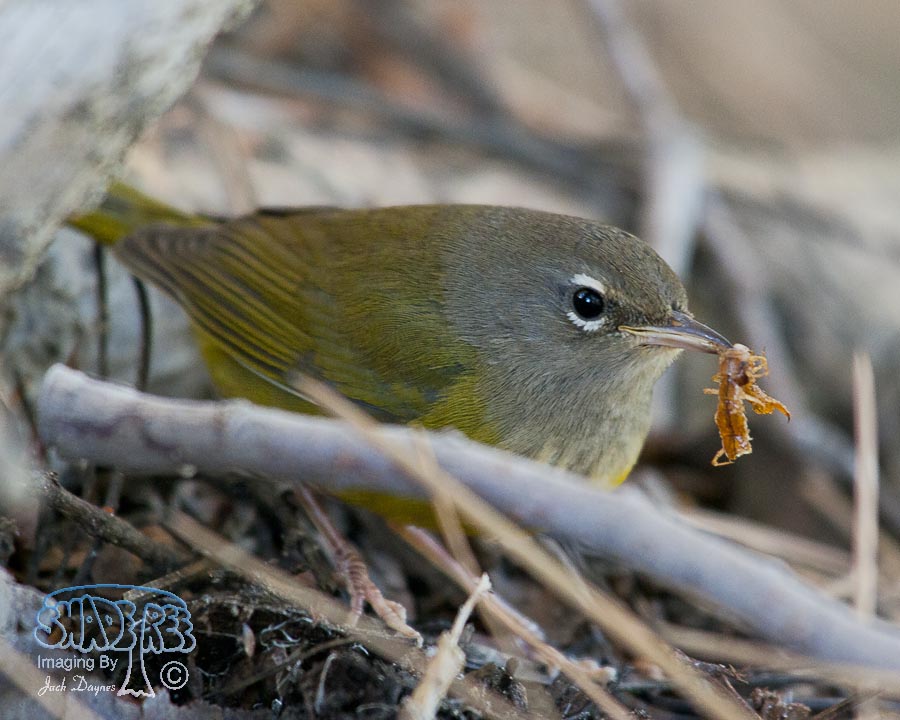MacGillivray's Warbler - Geothlypis tolmiei