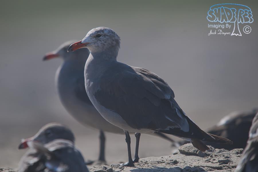 Heermann's Gull - Larus heermanni