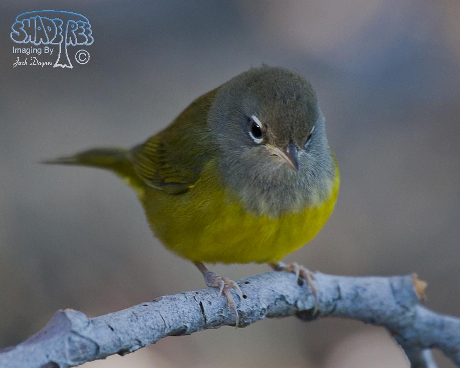 MacGillivray's Warbler - Geothlypis tolmiei