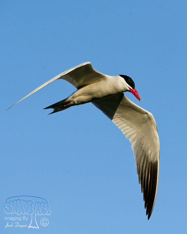 Caspian Tern - Hydroprogne caspia