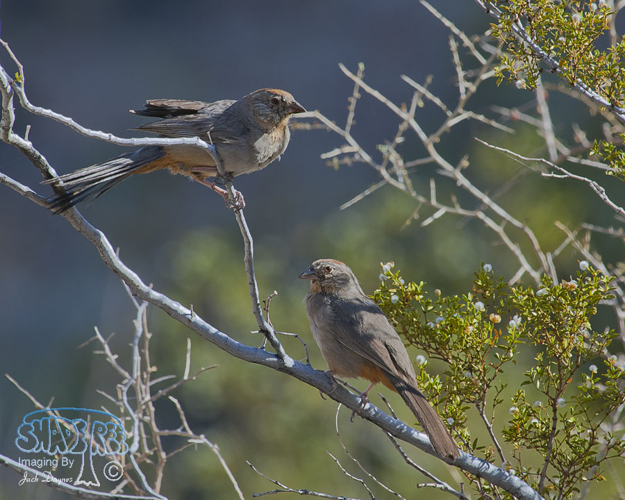 Canyon Towhee - Melozone fusca