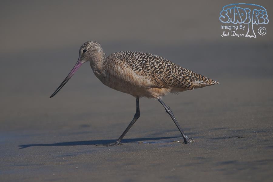 Marbled Godwit - Limosa fedoa