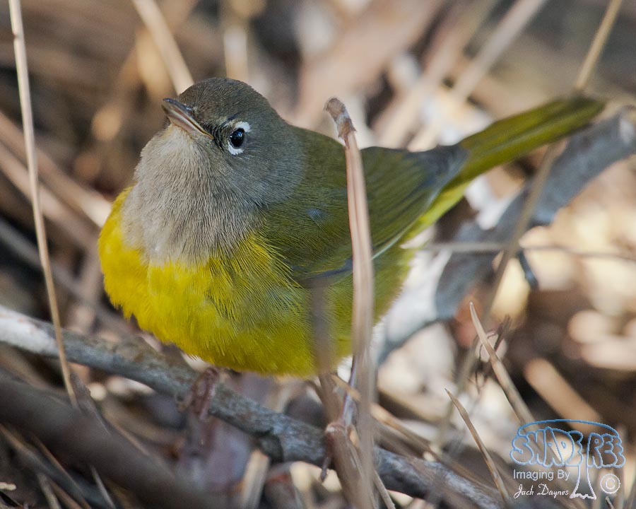 MacGillivray's Warbler - Geothlypis tolmiei