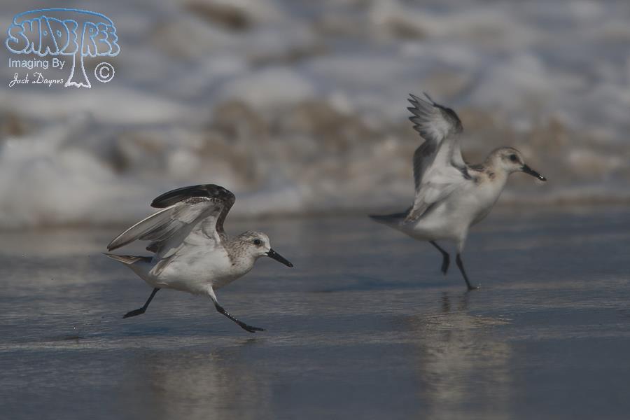 Sanderling - Calidris alba