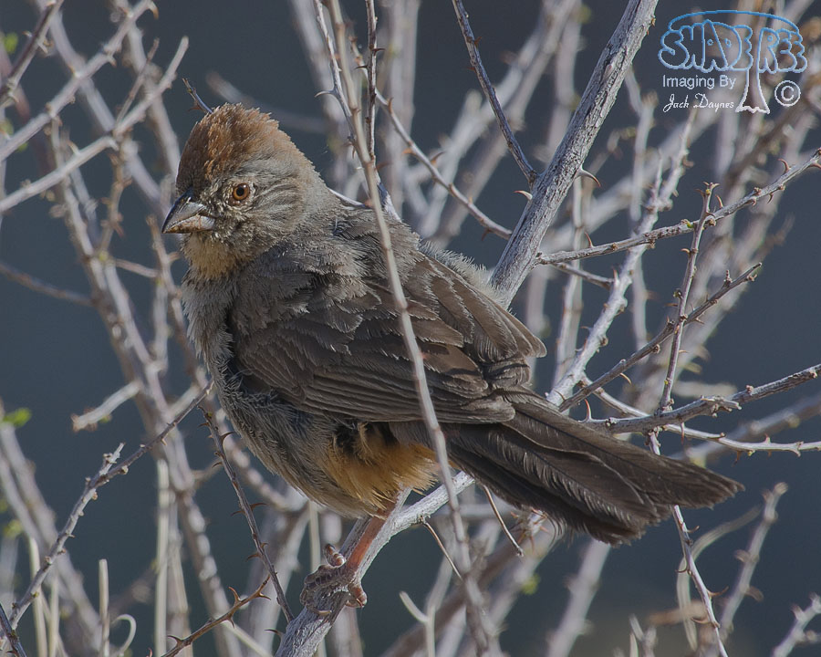 Canyon Towhee - Melozone fusca