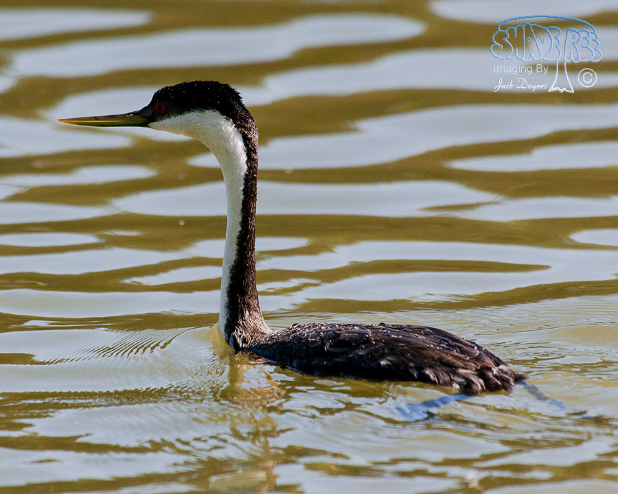 Western Grebe - Aechmophorus occidentalis