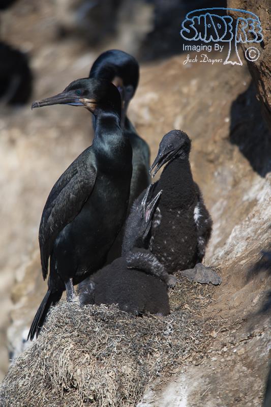 Brandt's Cormorant - Phalacrocorax penicillatus