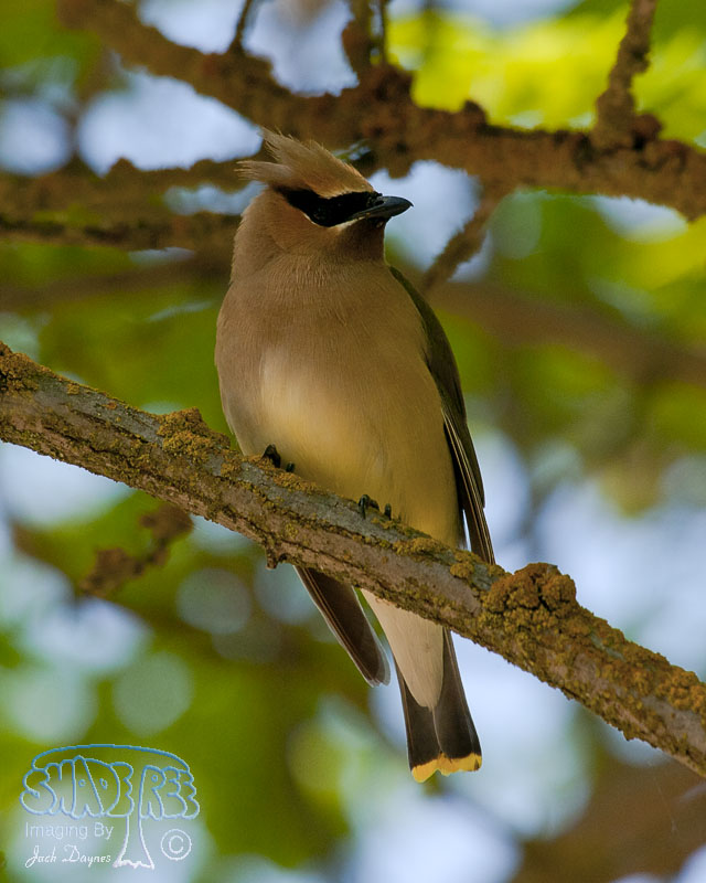 Cedar Waxwing - Bombycilla cedrorum