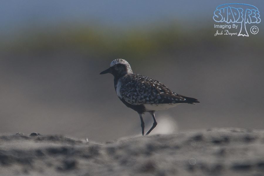 Black-Bellied Plover - Pluvialis squatarola