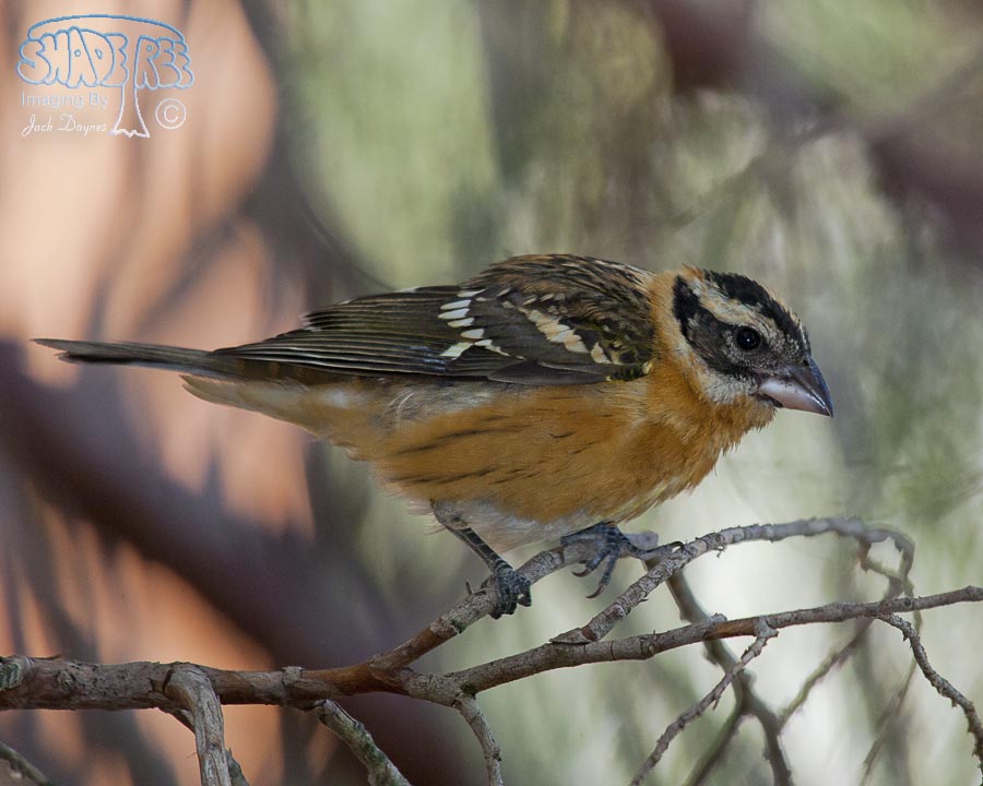 Black-Headed Grosbeak - Pheucticus melanocephalus