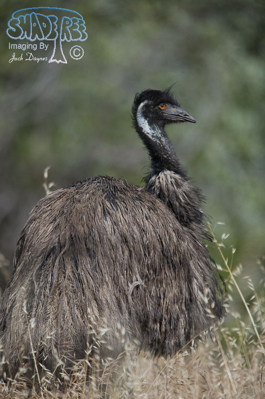 Emu - Dromaius novaehollandiae