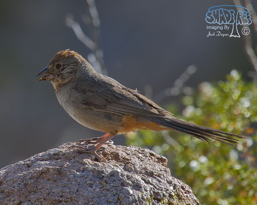 Canyon Towhee - Melozone fusca