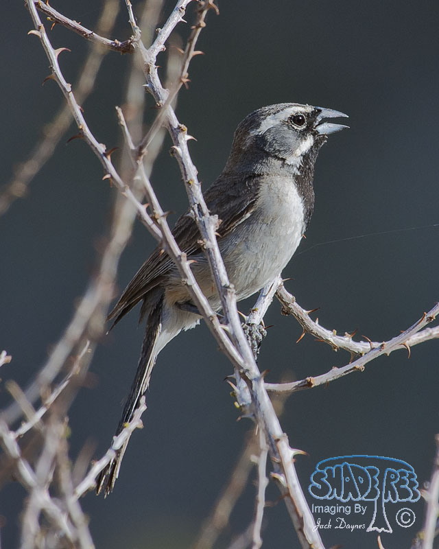 Black-Throated Sparrow - Amphispiza bilineata