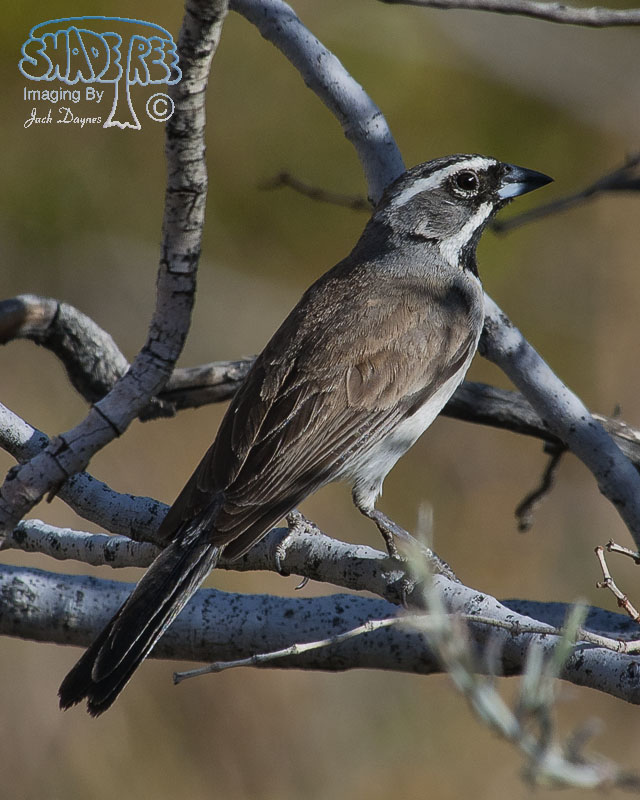 Black-Throated Sparrow - Amphispiza bilineata