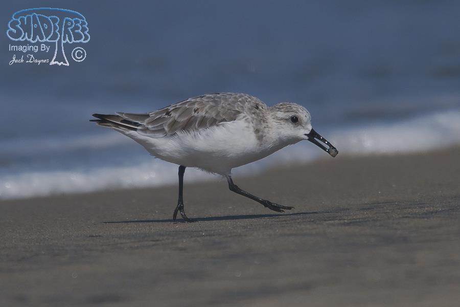 Sanderling - Calidris alba