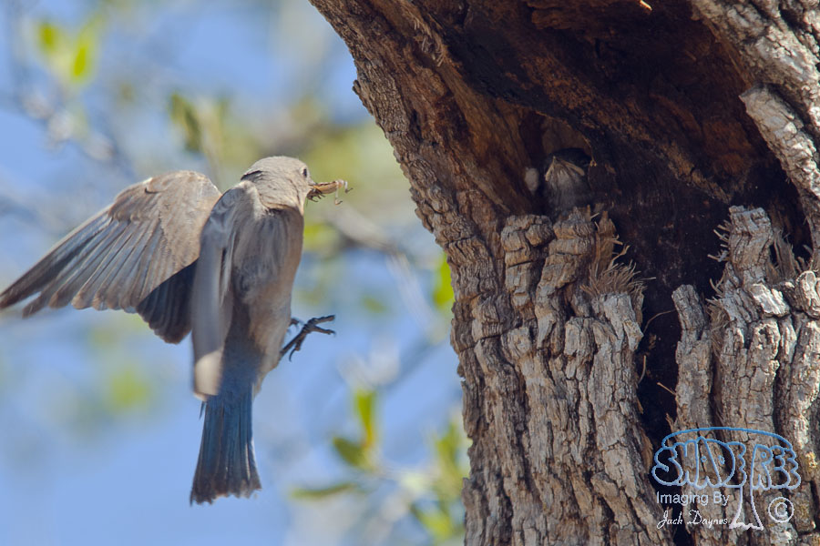 Western Bluebird - Sialia mexicana
