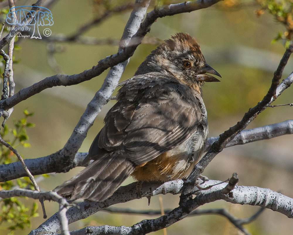 Canyon Towhee - Melozone fusca