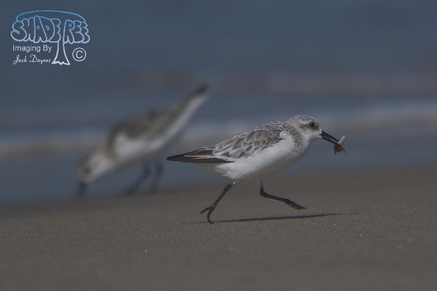 Sanderling - Calidris alba