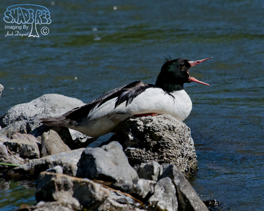 Common Merganser - Mergus merganser