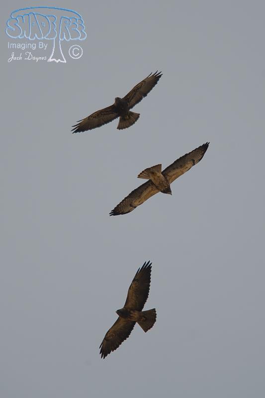 Swainson's Hawk - Buteo swainsoni