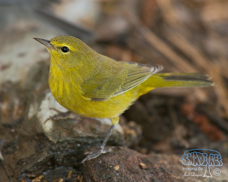 Orange-Crowned Warbler - Oreothlypis celata