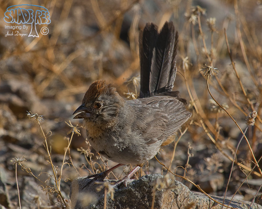 Canyon Towhee - Melozone fusca