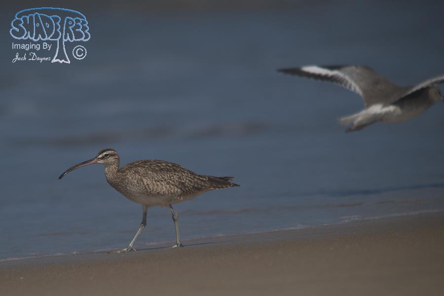 Whimbrel - Numenius phaeopus