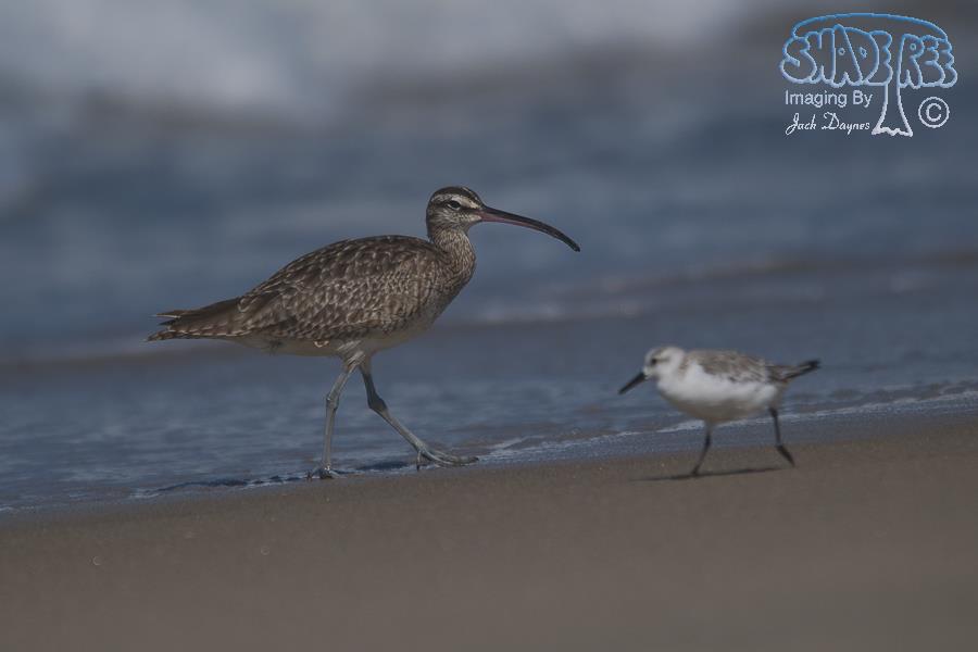 Whimbrel - Numenius phaeopus